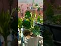 😳गेंदे के पौधे लगाने का कारण 👍👍#poojagarden #youtube #shorts #yt #garden #organicgarden