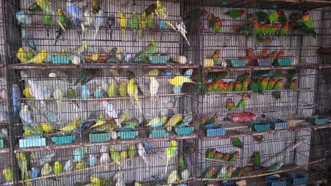 Saddar Birds Market in Karachi [Sep162018] YouTube