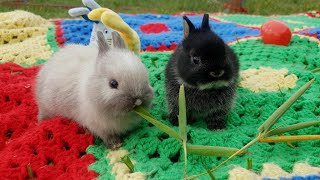 Netherland Dwarf Bunnies   3 Weeks Old