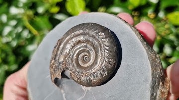 Hildoceras Ammonite collected whilst fossil hunting! 🌊⚒️🪨😍 | Fossils