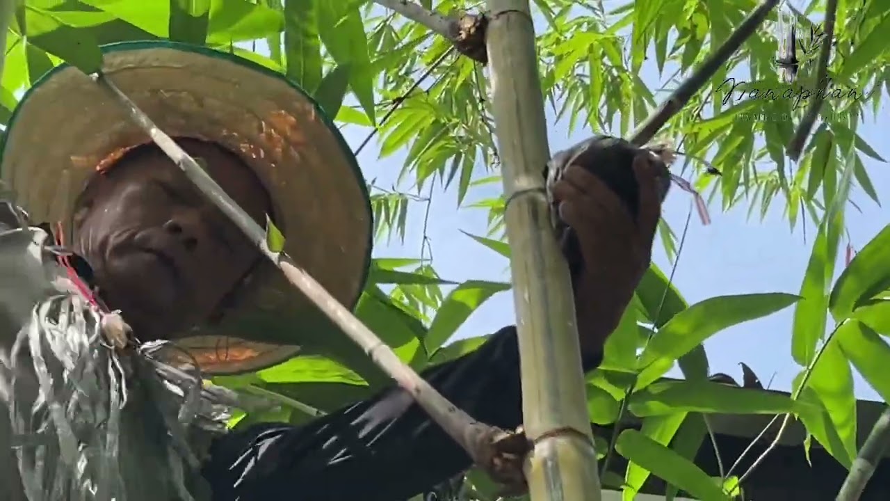 ไผ่ยักษ์ราชธานี…มีดีที่ลำสีสวย !