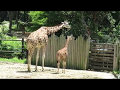 Reticulated Giraffe's baby＠Itozu-zoo Kitakyushu Japan ①