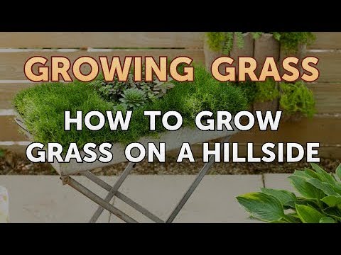 How to Grow Grass on a Hillside
