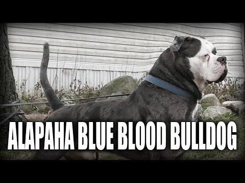 Vidéo: Alapaha Blue-Blood Bulldog