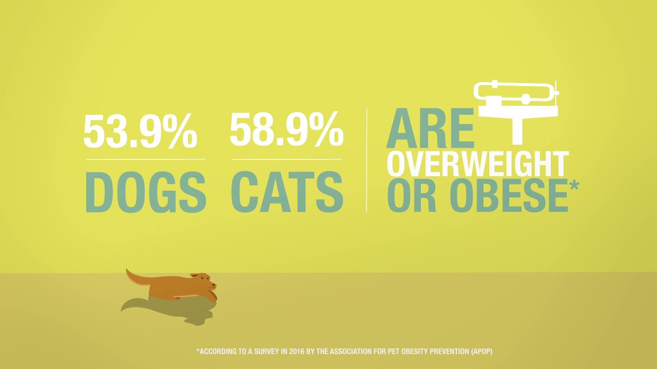 Pet's at Healthy Weight