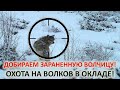 Охота на волков в окладе. Добираем подранка.