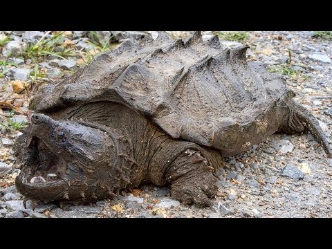 Vídeo: Diferença Entre Tartaruga Jacaré E Tartaruga Agarradora