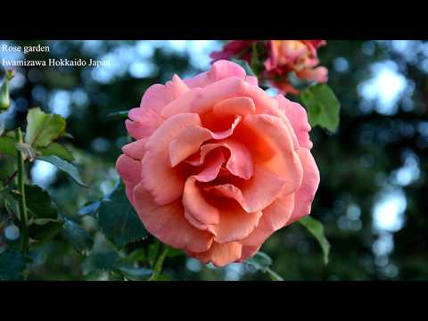 Travel Hokkaido [Rose garden] Iwamizawa Hokkaido Japan 北海道岩見沢 バラ園 秋でも綺麗なバラが見れました