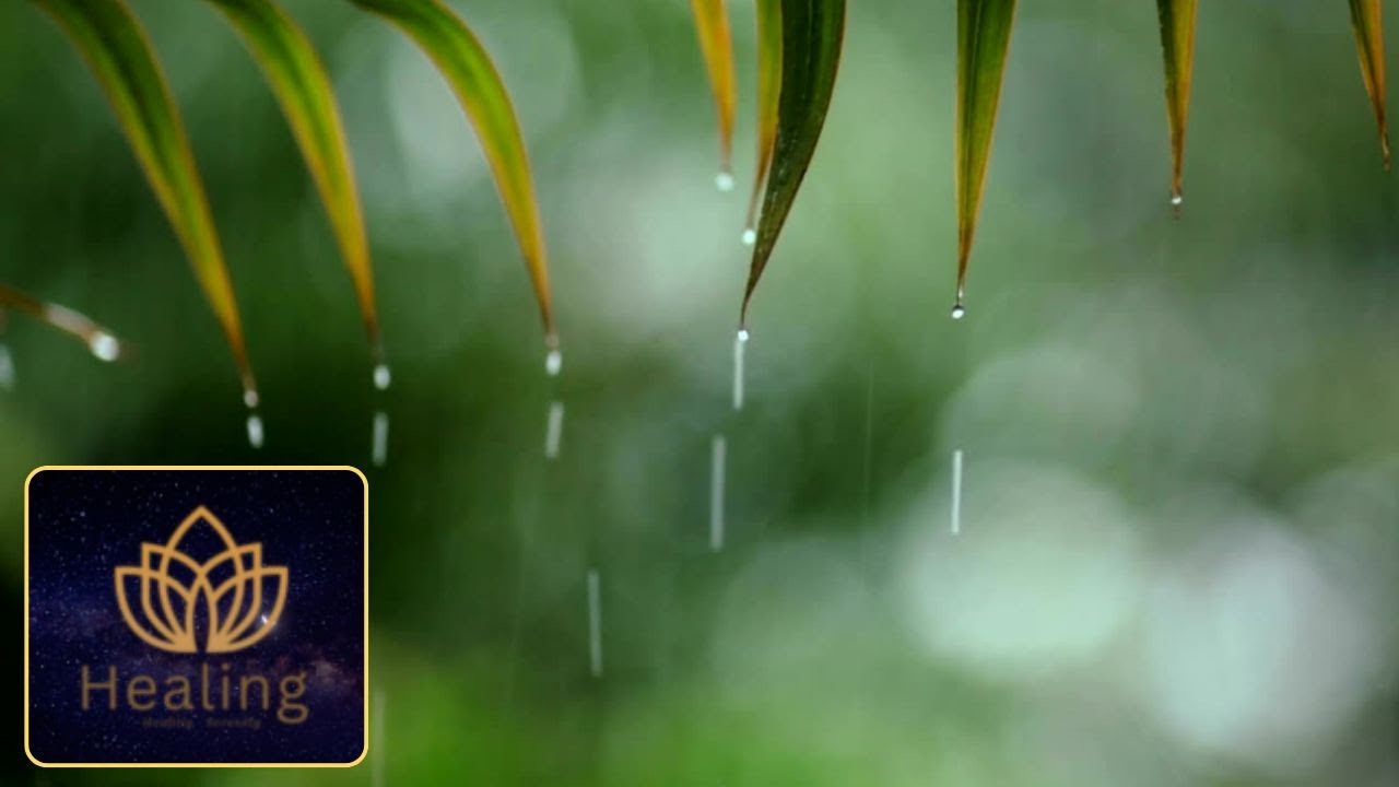 3 HOURS Sweet Rain Sounds for Sleeping 🌧️ Light Rain Forest for Meditation & Deep Sleep