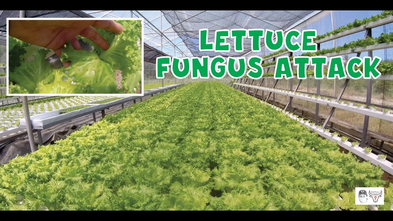 Lettuce Fungus Attack - BuFFalo Tv_040323