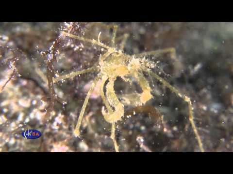 Crustaceans Macropodia (Macropodia longirostris) Краб фаланга