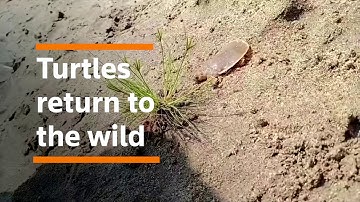 Giant softshell turtles return to the wild in Cambodia