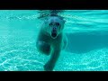 Polar bear twin cubs arrive at point defiance zoo  aquarium