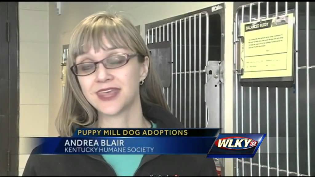 Animals seized in puppy mill up for adoption - YouTube