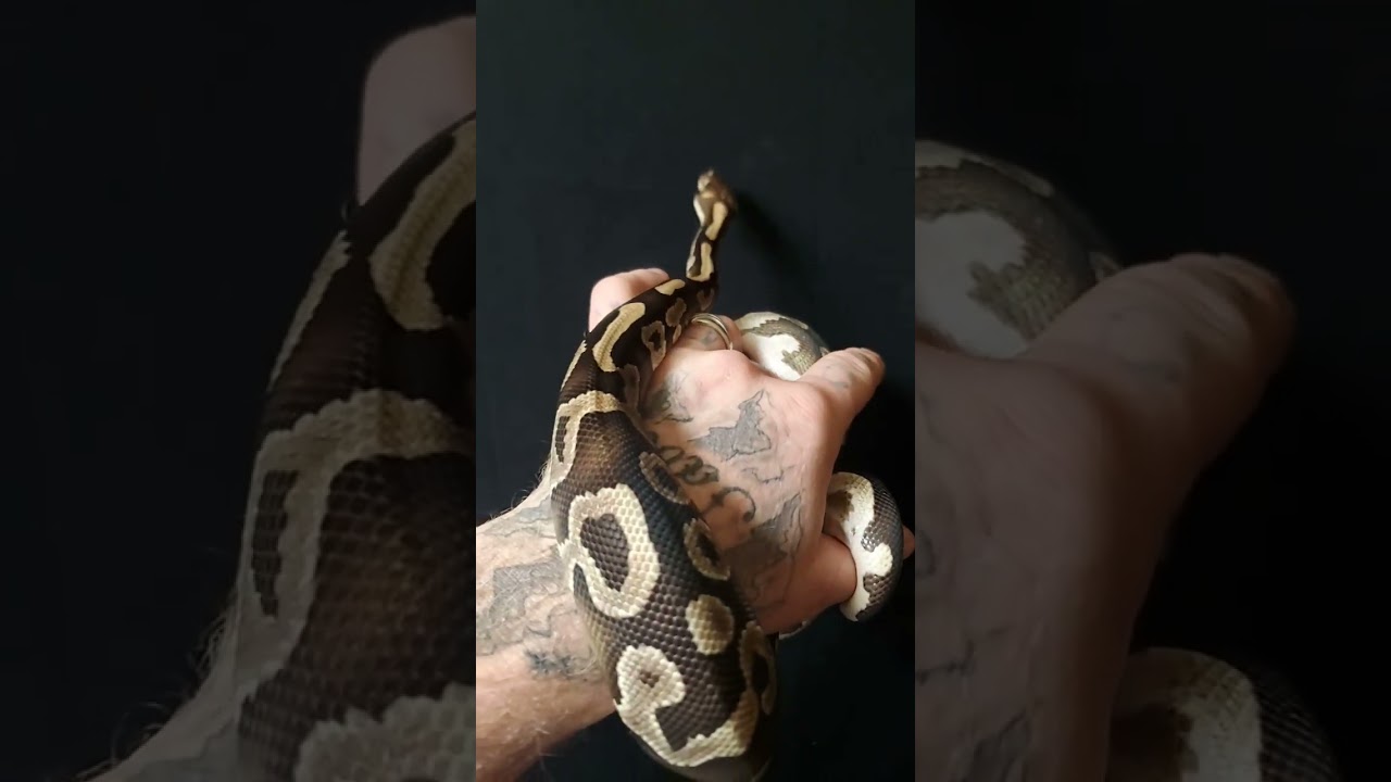 BP Leo het 🤡pos het hypo 