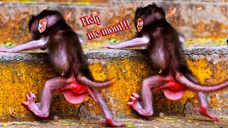 Tiny baby monkey Khaleo never believe himself to walk | Cute Wildlife Park