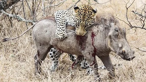 Startling footage of a leopard killing a warthog [...