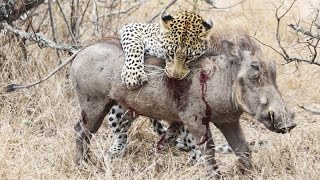 Startling footage of a leopard killing a warthog [Animal Attack] | Rhino Africa