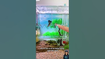 Chăm cá bảy màu với hộp cách ly 2 ngăn khoang lớn giúp cá nhỏ phát triển tốt #aquarium #shorts