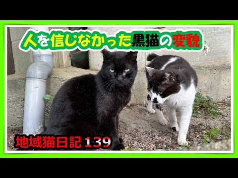 The Transformation of a Black Cat Who Didn't Trust Humans😺] I'm