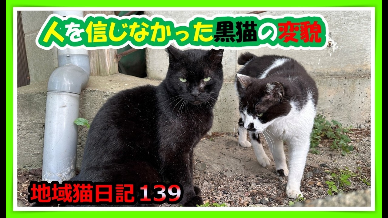 The Transformation of a Black Cat Who Didn't Trust Humans😺] I'm
