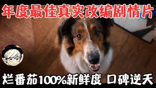 Netflix年度最佳劇情片！爛番茄100%新鮮度，觀影前請自備紙巾《義犬救主》