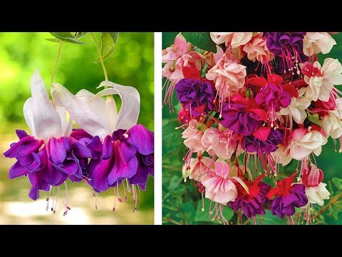 Video: Hybrid Fuchsia Information: Erfahren Sie mehr über den Anbau von Hybrid-Fuchsia-Pflanzen