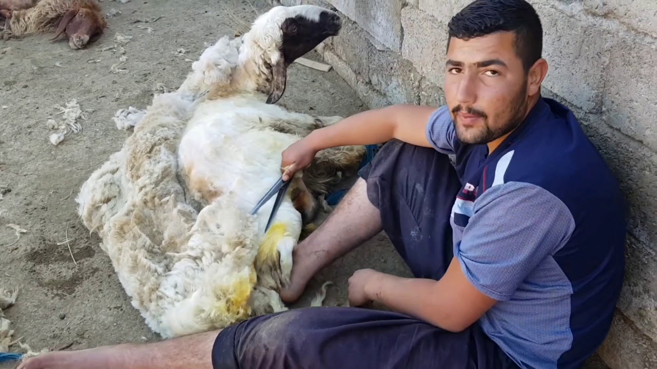 #ماهي أنواع جز الصوف و مميزات كل نوع و معلومات مهمة لكل مربي أغنام لابد ...