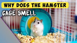 Why Does The Hamster's Cage Smell ? / Kenapa Kandang Hamster Bau ?