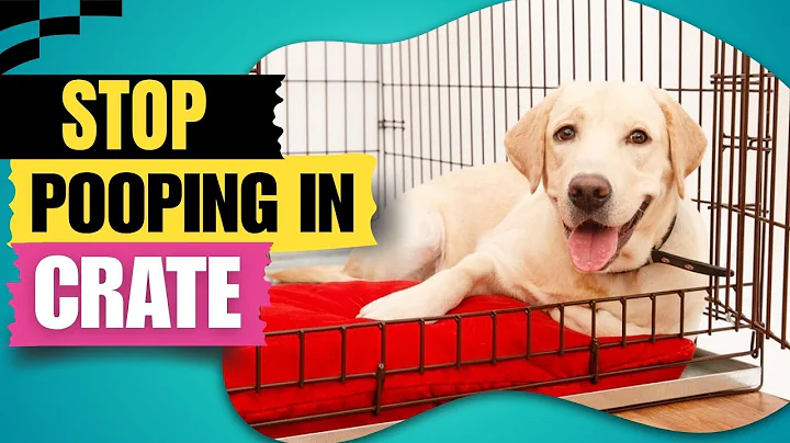 How to Stop A Dog From Pooping Inside A Crate?
