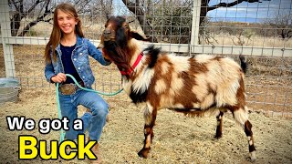 A Buck Named WYLDFIRE!   -  The Newest Member of our Little Mini-Nubian Goat Herd