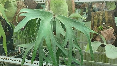 Cách phân biệt ổ rồng Willincki Java và Willincki Bali