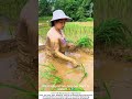 Woman with Disability Plants Rice in Paddy Field – Strength Beyond Limits 🌾💧