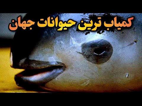 تصویری: نادرترین حیوانات جهان. کمیاب ترین حیوان دنیا