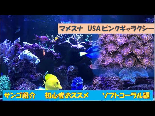 サンゴ紹介～ソフトコーラル編～ 【海水魚水槽】 - YouTube