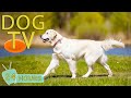 Dog tv best entertain antianxiety for dogs alone time  collection soothing music for dogs