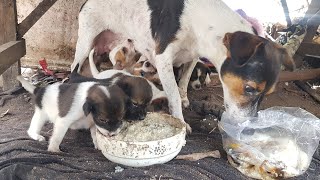 baby puppies hungry mom and cute dogs