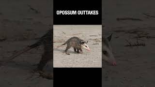Opossum Outtakes #truefacts #shorts #opossum #animals