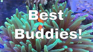 Clownfish and Anemone Symbiotic Relationship