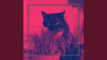 Pulsating Ambience for Cats and Babies