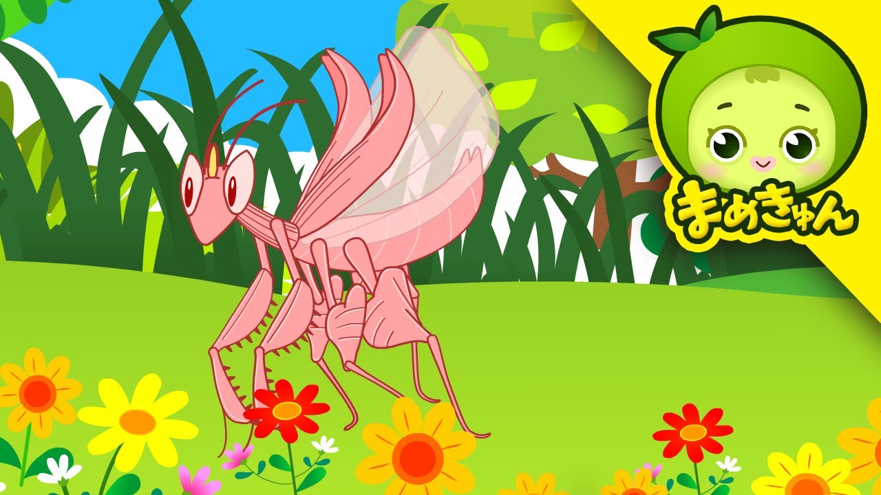 ハナカマキリを助けろ | 昆虫救助隊 | こんちゅうレスキューたい | まめきゅん MAMEKYUNN 4K
