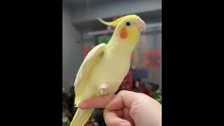 Tweety is such a cutie pie 🥰🦜 #cockatielscraze