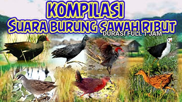kompilasi suara pikat burung sawah ribut mp3 || durasi full 1 jam