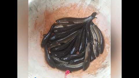 Cá lóc nướng miền tây quê tôi