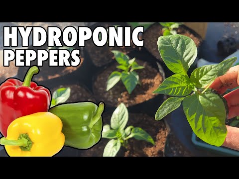 How To Grow