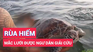 Giải cứu cá thể rùa hiếm mắc lưới ma trên vùng biển Lý Sơn