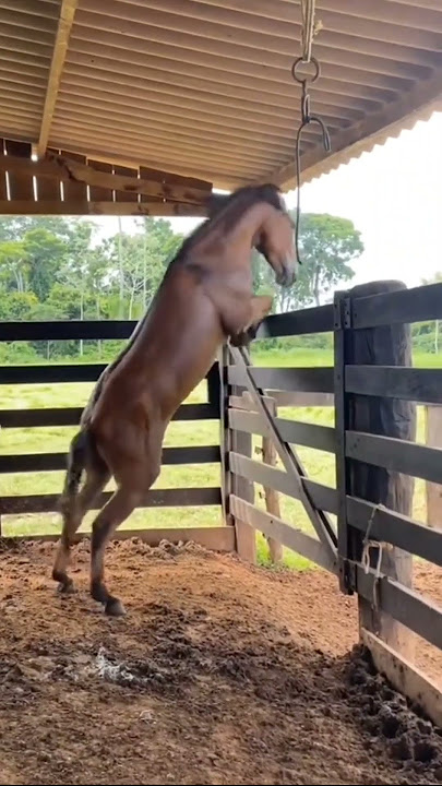 mula pula a porteira #cavalo #marchadores #cavalos #pecuarista #vaquejada #horse #vaqueiro #fazenda