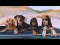 Cape Hatteras Beaches :) The dogs enjoying the ocean in Frisco, NC.