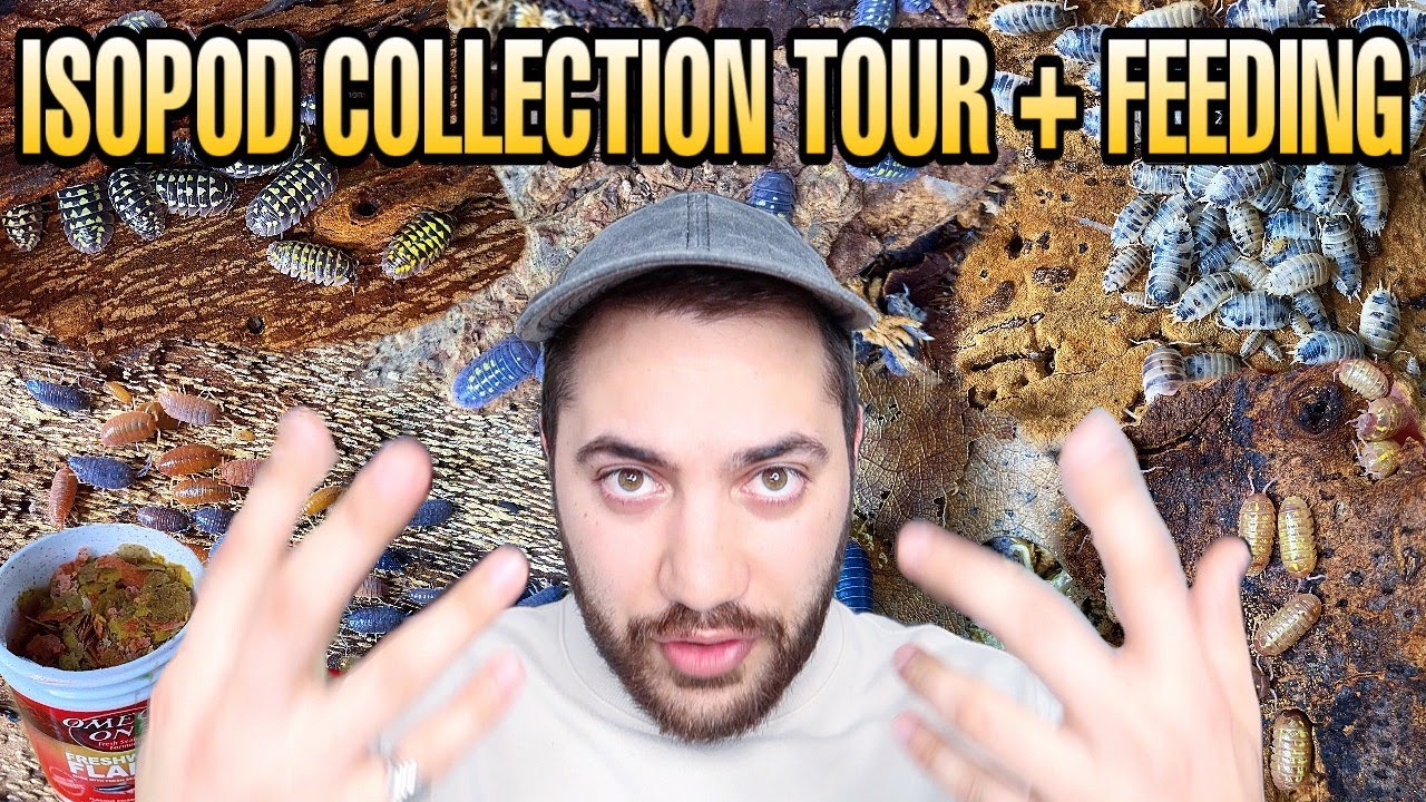ISOPOD COLLECTION TOUR + FEEDING VIDEO REPTILIATUS YouTube