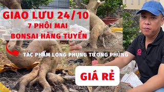 24/10 Minh Nguyễn Mai Vàng ☎️ 0788679886👉 Giao lưu 7 phôi mai vàng bonsai cực đẹp giá sinh viên